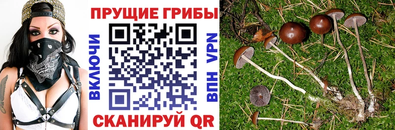 купить наркотик  ссылка на мегу ТОР  Псилоцибиновые грибы Magic Shrooms  Коммунар 